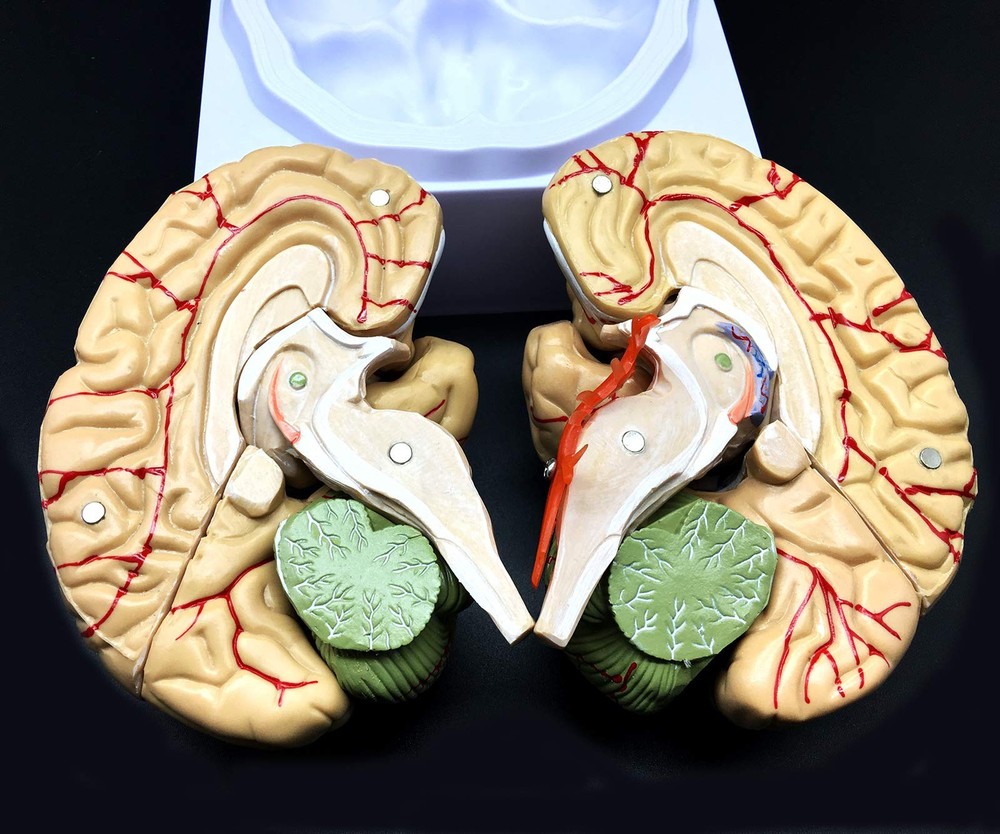 Human Brain Model, Anatomically Accurate Brain Model Life Size Human Brain An...
