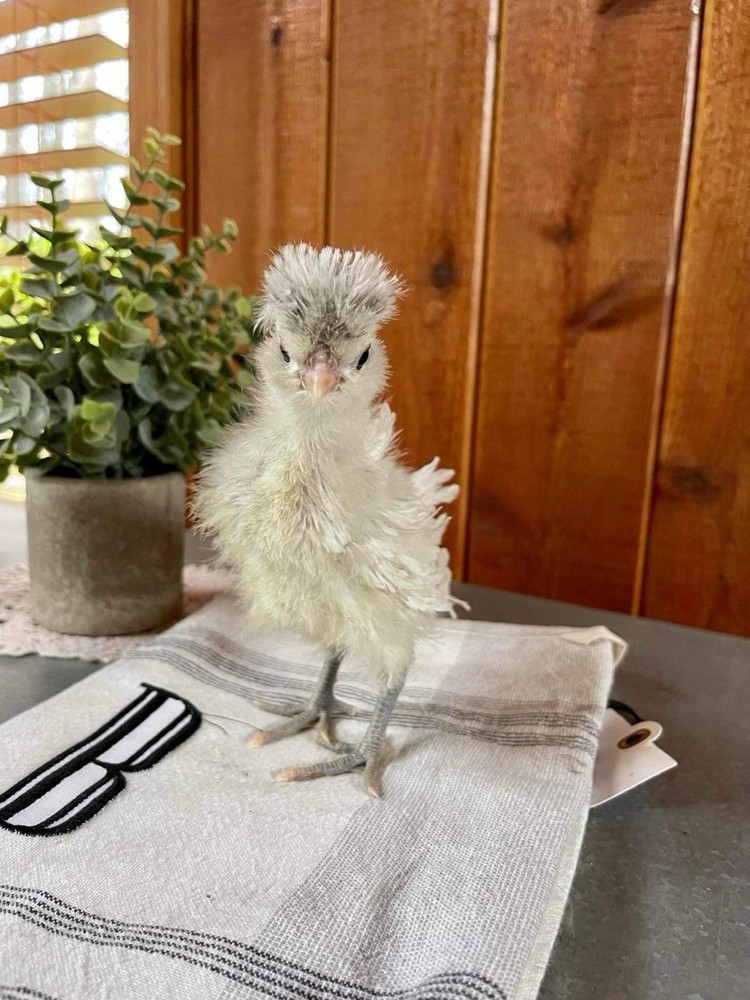 12 Polish Chicken Hatching Eggs (NPIP Certified)