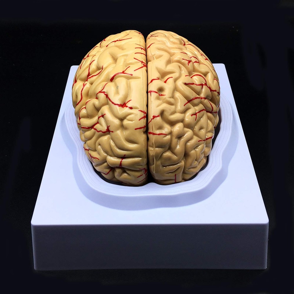 Human Brain Model, Anatomically Accurate Brain Model Life Size Human Brain An...