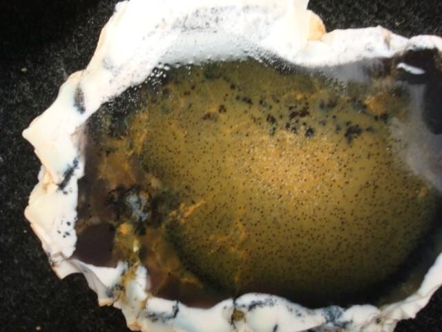 turkish opal slabs