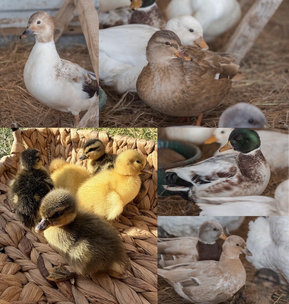 Call Duck Hatching eggs (Half dozen)