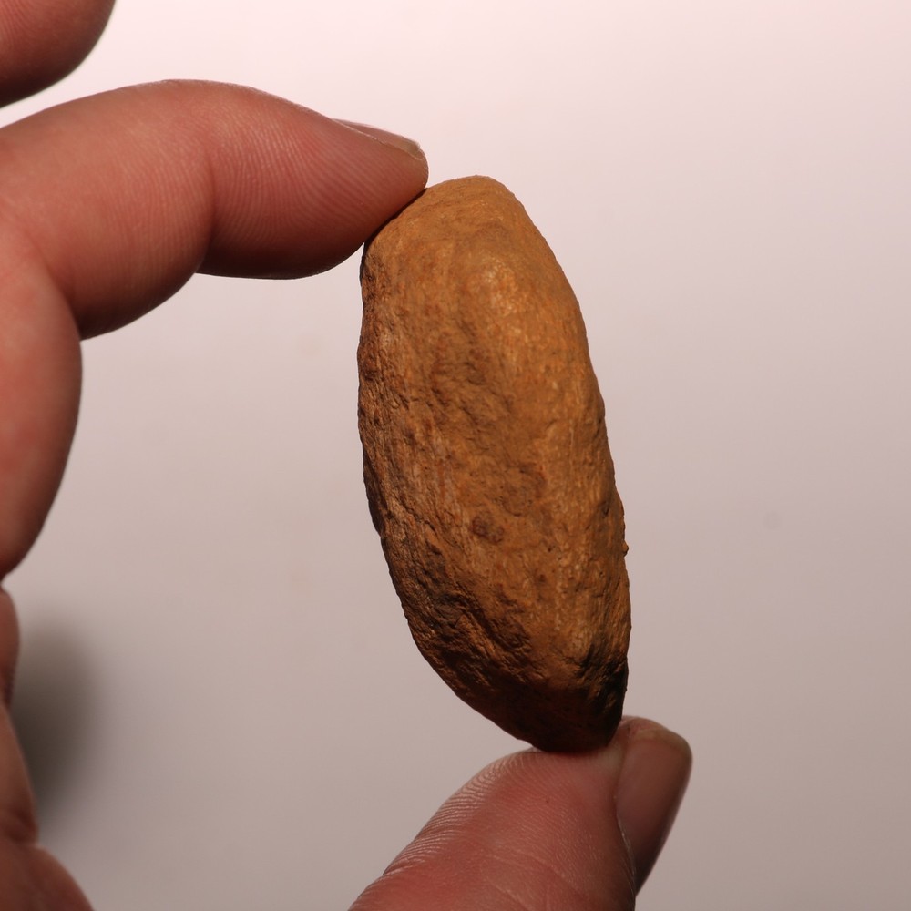 Dinosaur Scute Node - Hell Creek Formation - Nice - CRETACEOUS