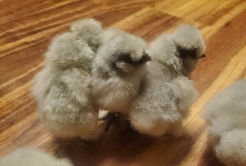 5 VERY RARE SPLASH SILKIE- Bantam HATCHING CHICKEN EGGS