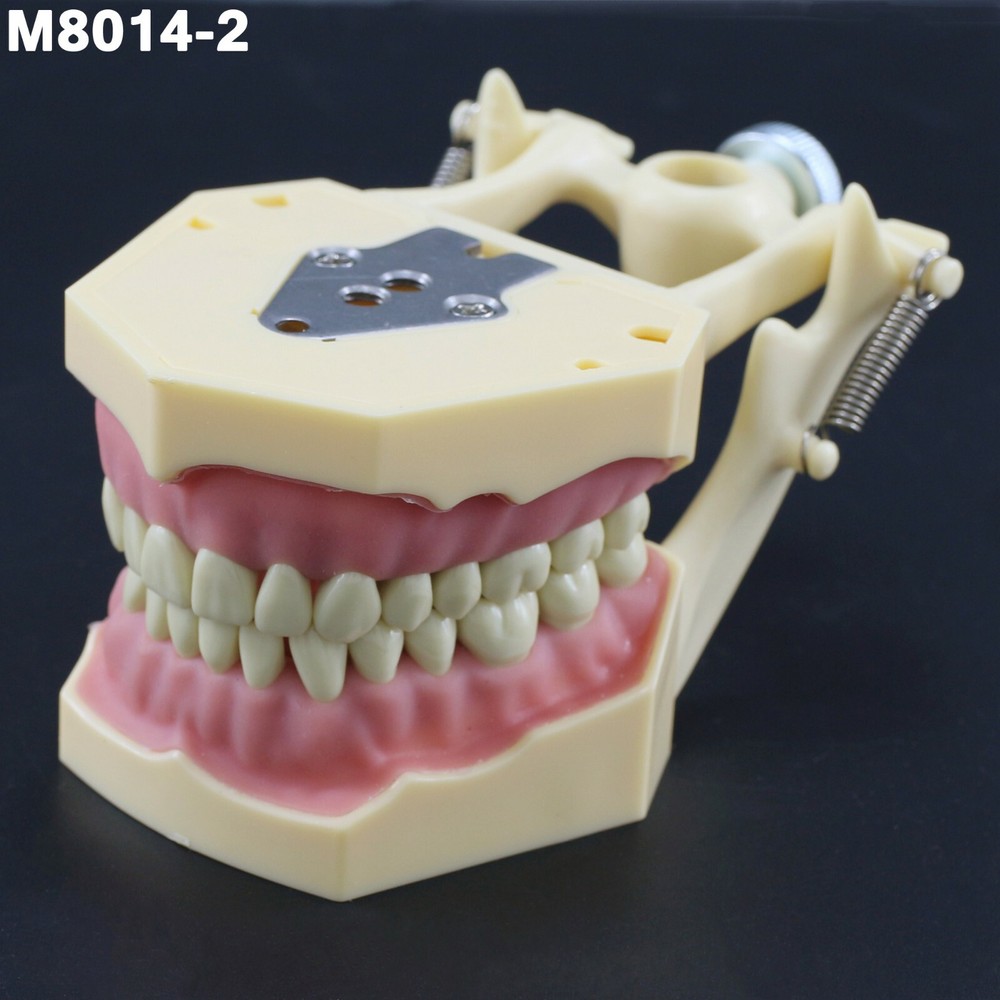 Dental Restorative Typodont Standard Model Removable 32PC Teeth Numbered Frasaco