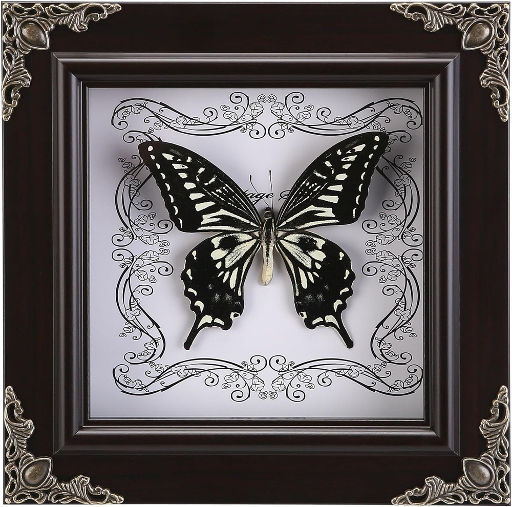 Real Butterfly Framed Handmade, Butterfly Display Shadow Box Collection, Framed