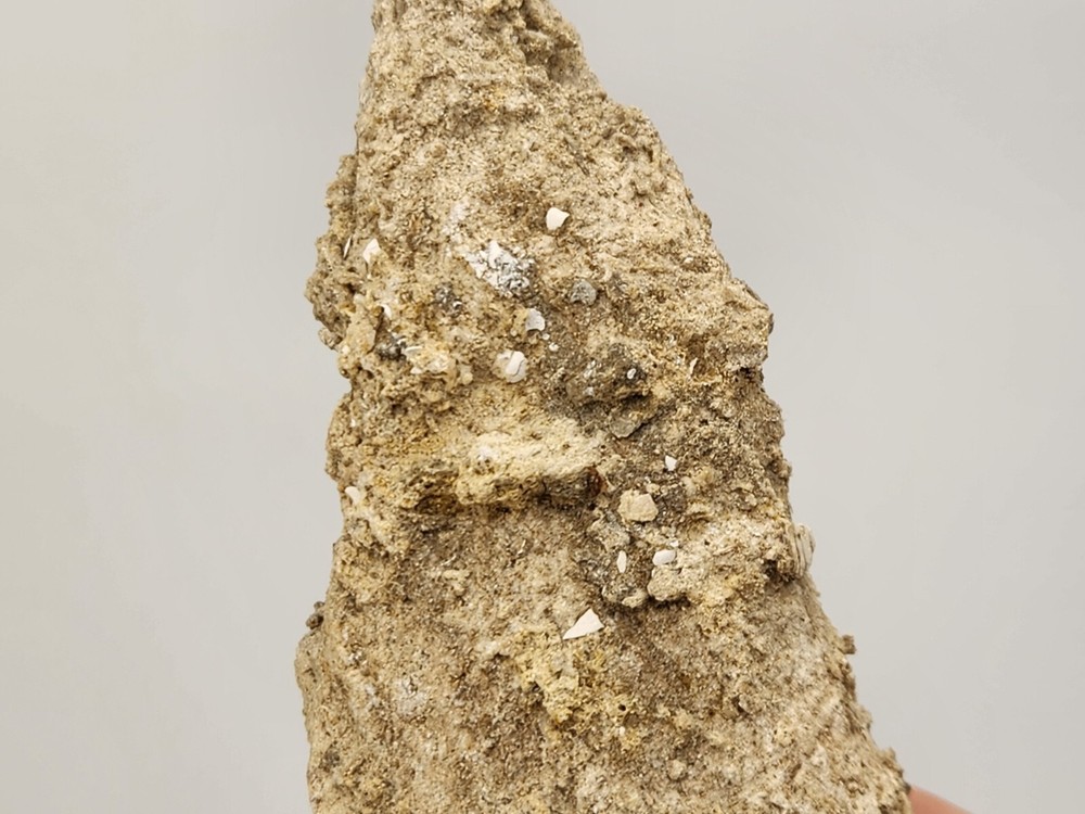 Petrified Wood Section - Florida