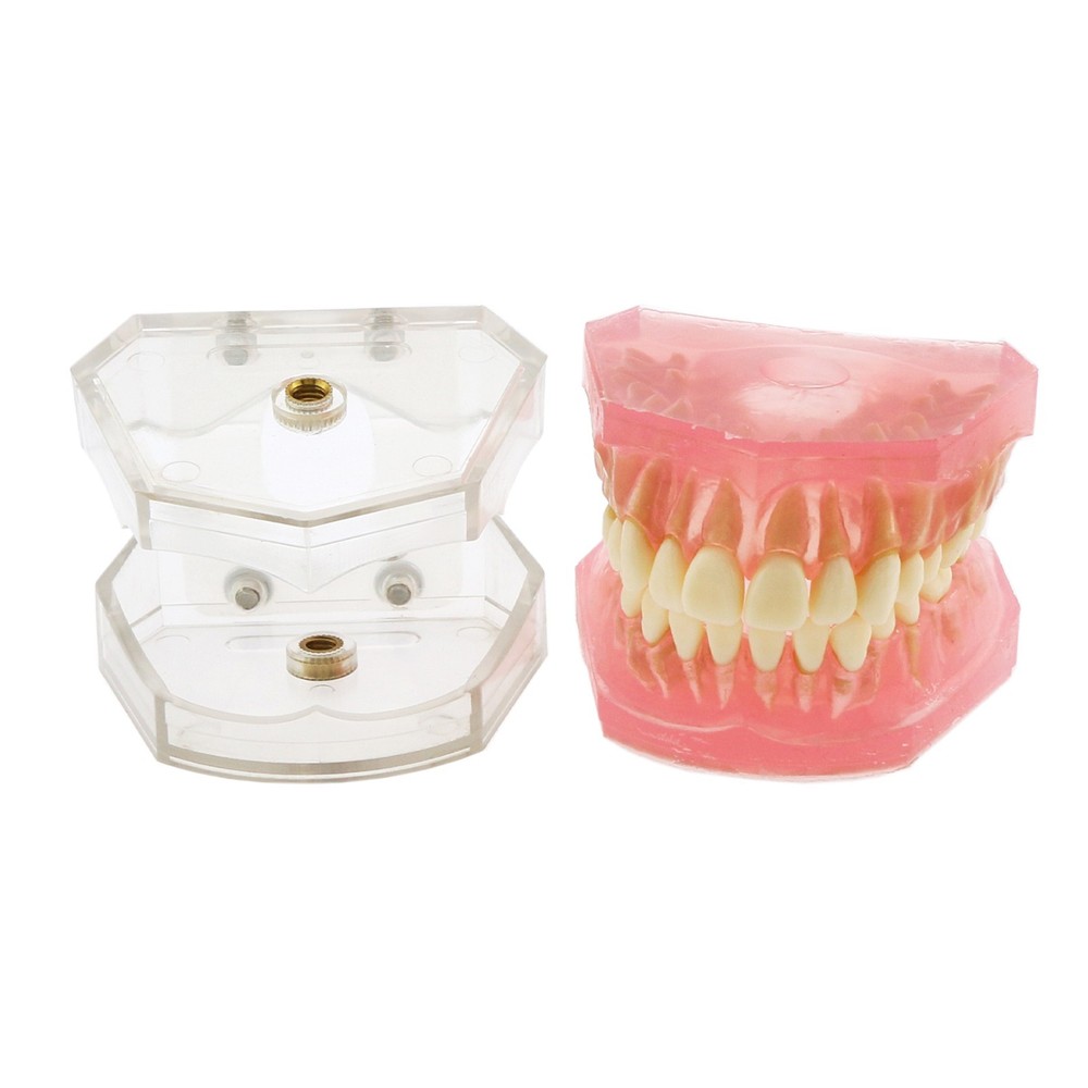 M7008 Standard Dental Study Teeth Model with Soft Gingiva 28 Removable Teeth