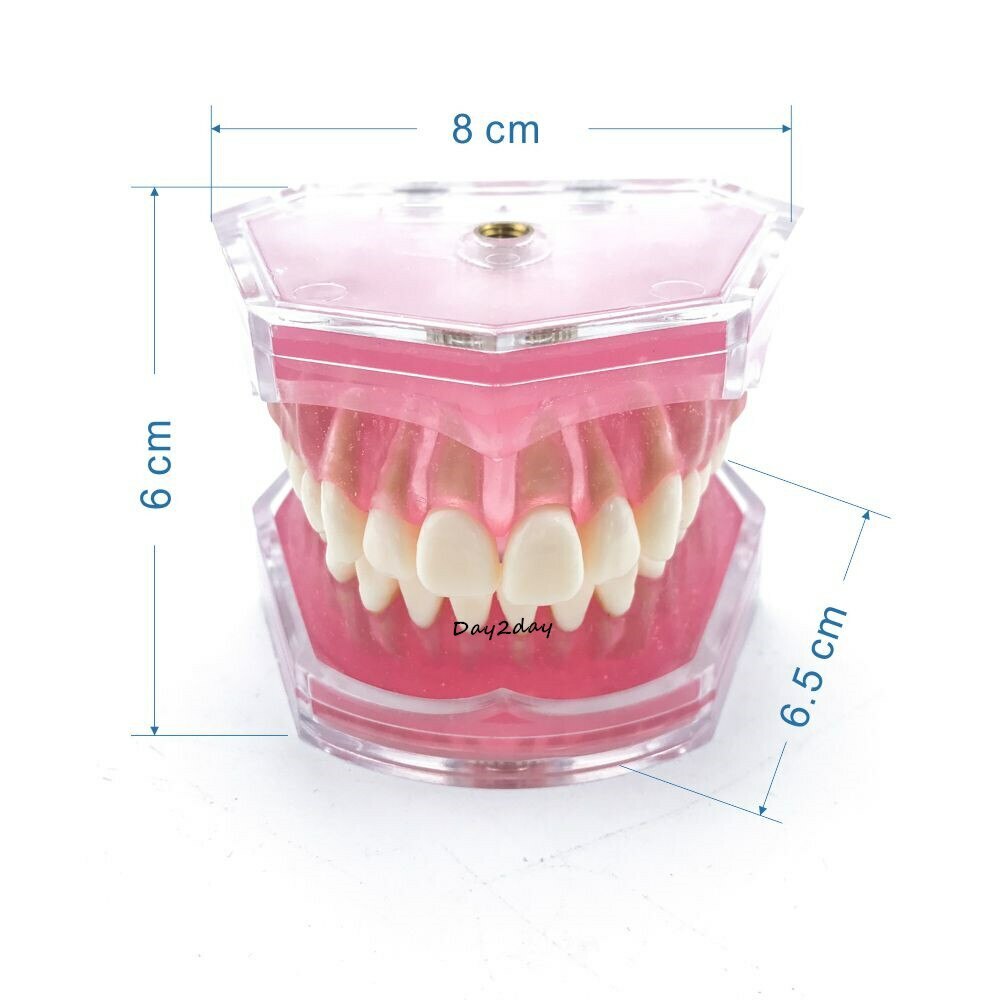 Teeth Model Dental Standard Model with Removable Teeth Dental Study Model