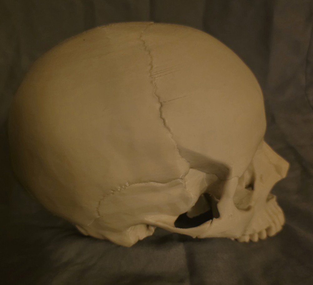 Realistic Skull