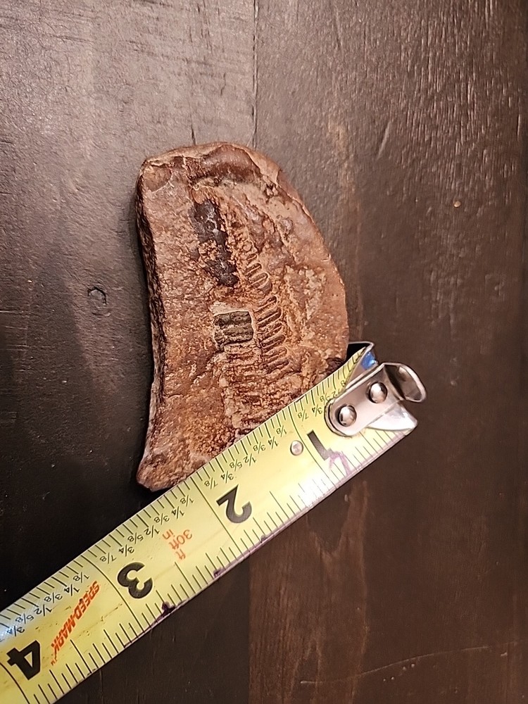 3" Natural Fossil