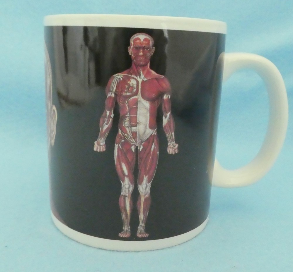 Anatomical Chart Company MUG Unused Coffee Tea