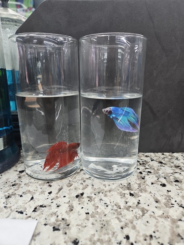Betta Fish Set in Clear Glass Containers