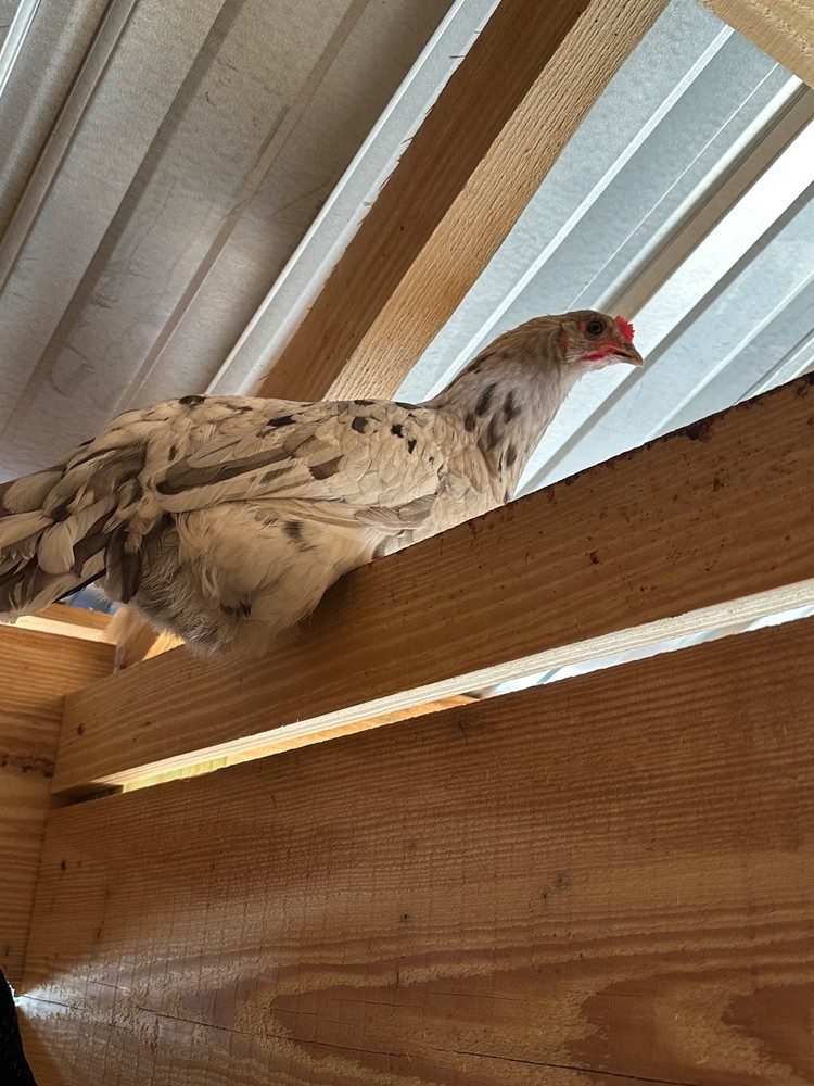 10 Silverudd’s Blue Isbar hatching eggs