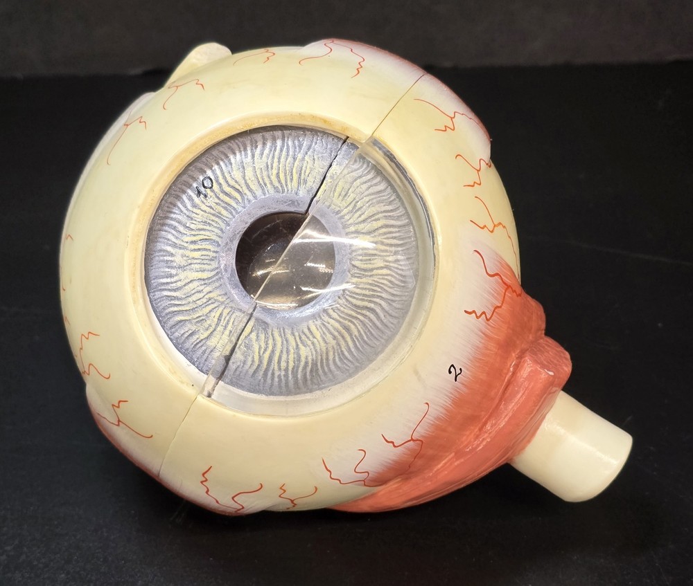 SOMSO Anatomical Model Human Eye On Base Germany Oddity & Curiosities Teaching