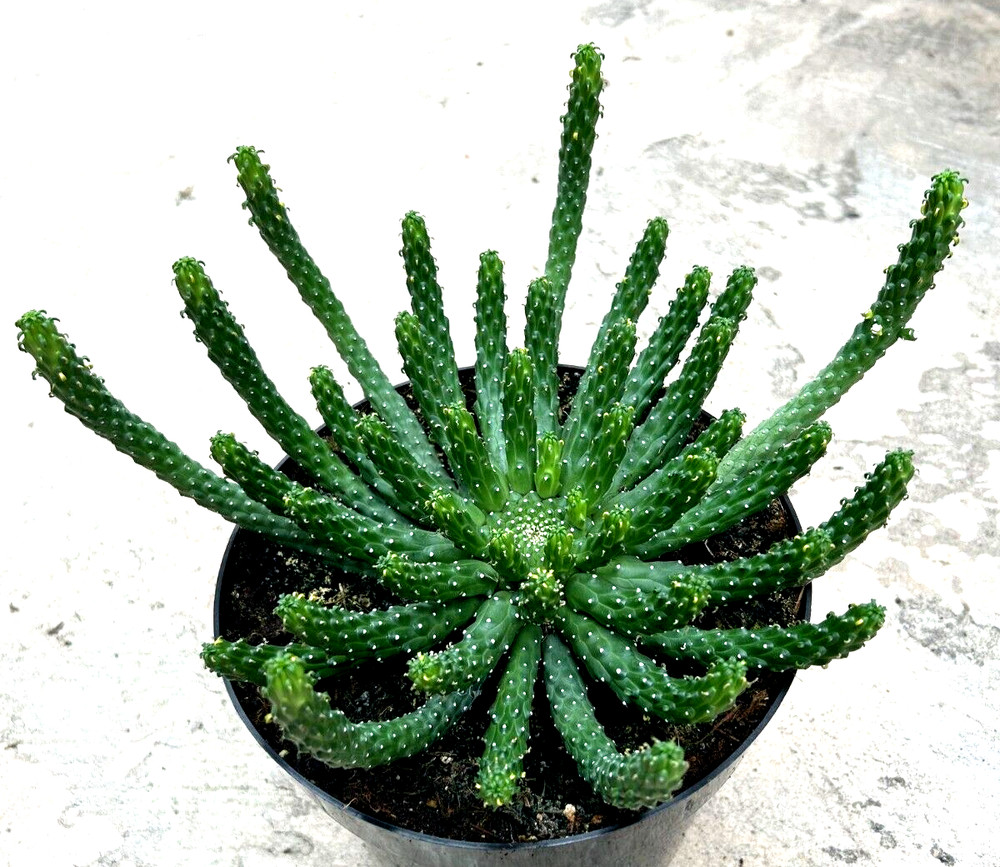 Euphorbia Inermis, Currently in a 9" pot