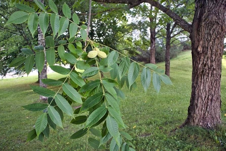 3 White Walnut Tree 12-24" Juglans cinerea Bare Root