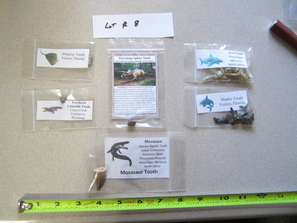 Dinosaur, Mammal, Sharks Teeth Kit