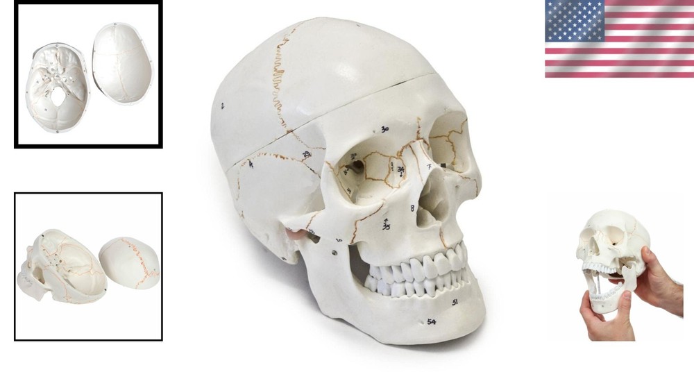 Detailed Life-Size Anatomical Skull Model - Ideal for Teaching & Reference
