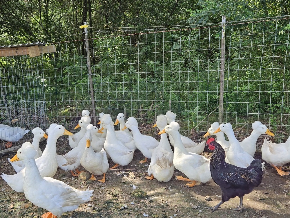6 White Crested Duck Hatching Eggs