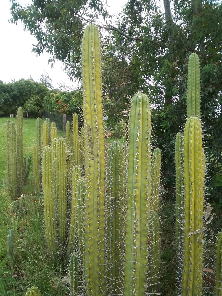 Echinopsis per. (Peruvian Torch) Cactus 12" Fresh Cut Tip or Mid 3-4"