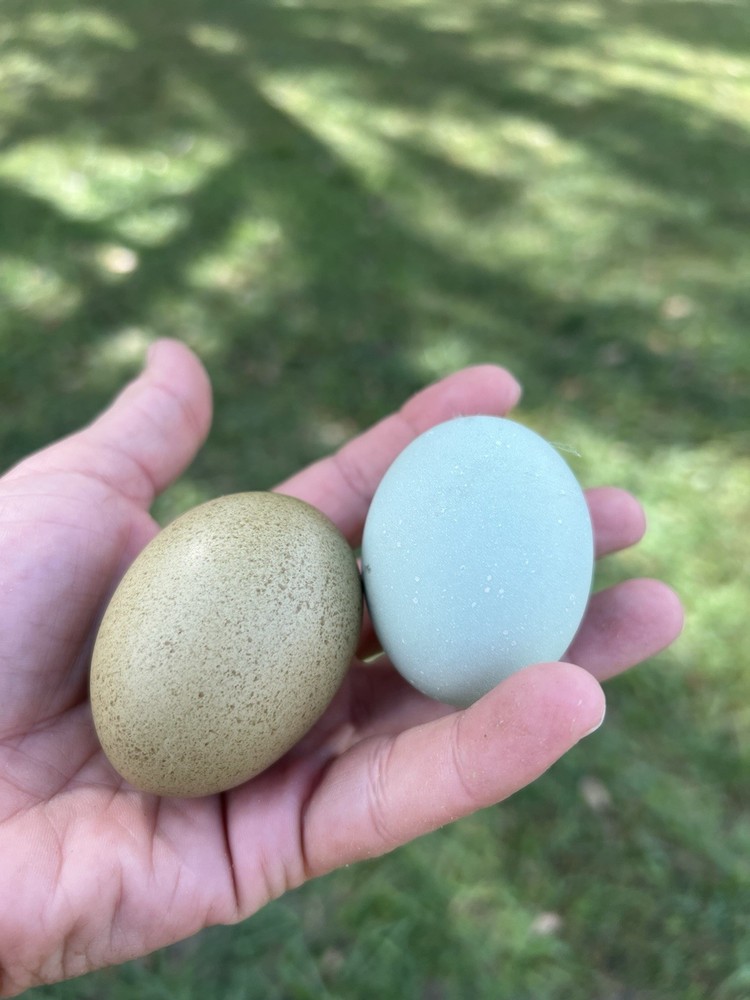 Olive Egger Hatching Eggs 1 dozen (12 + extra)