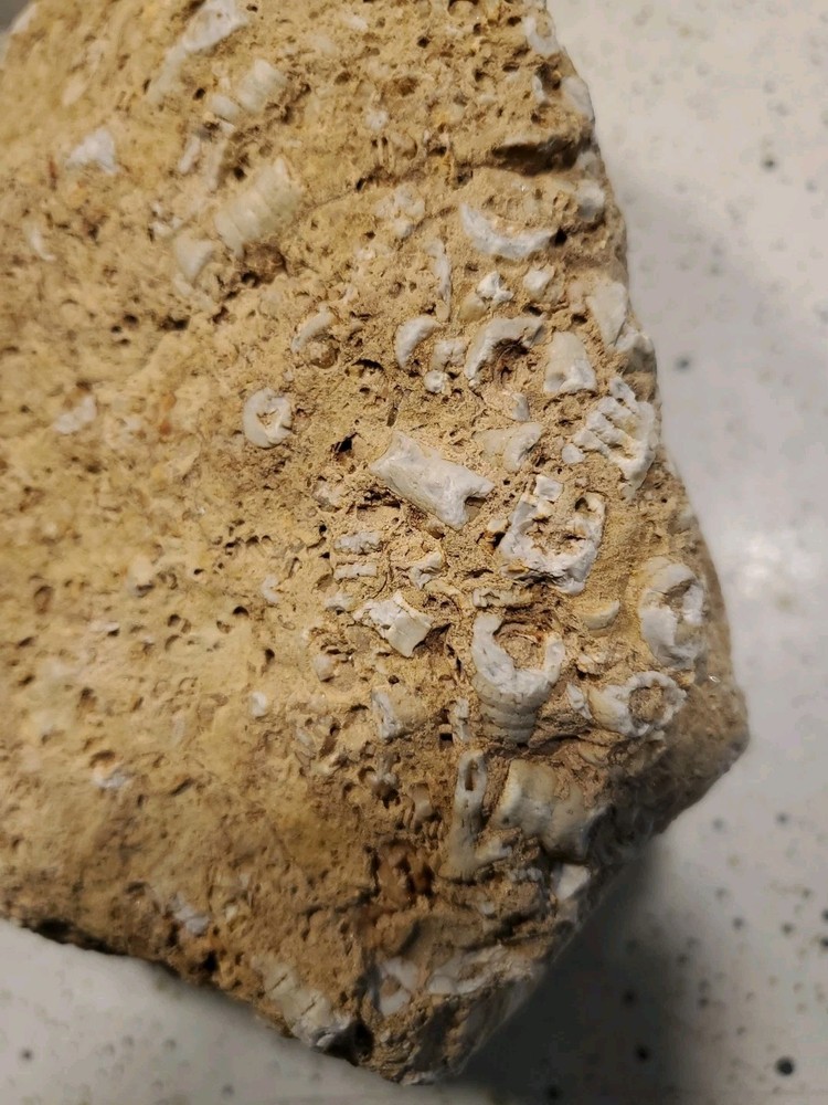 About 11 pound 14 oz Triangular Densely Packed Fossilized Shells Rock thatStands