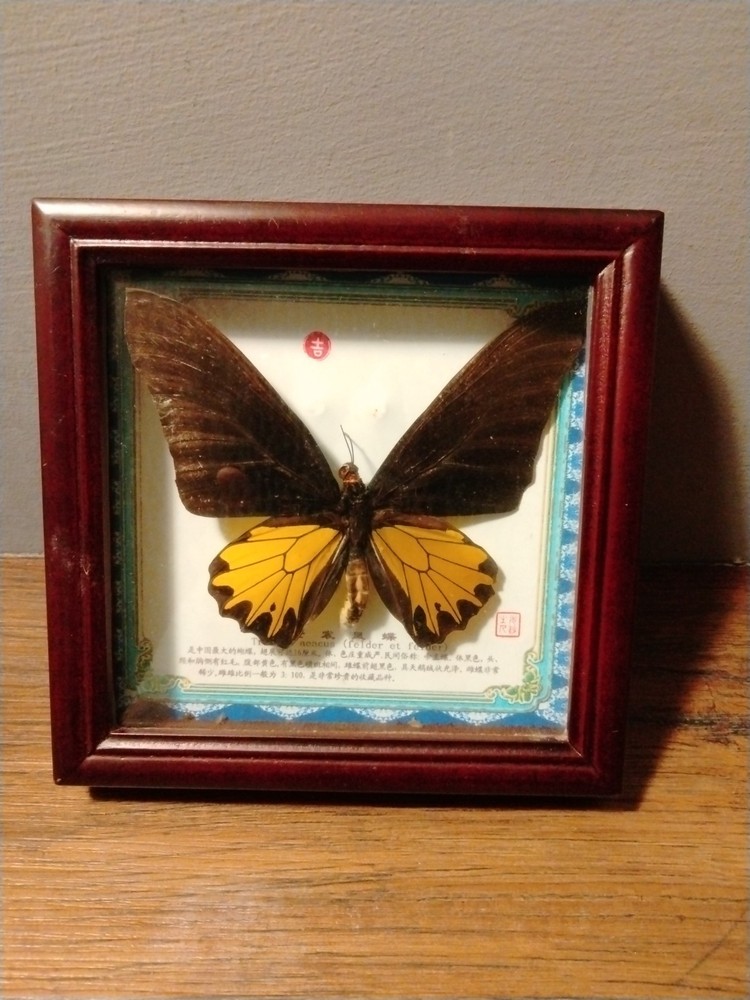 Real framed Golden Birdwing Troides Aeacus