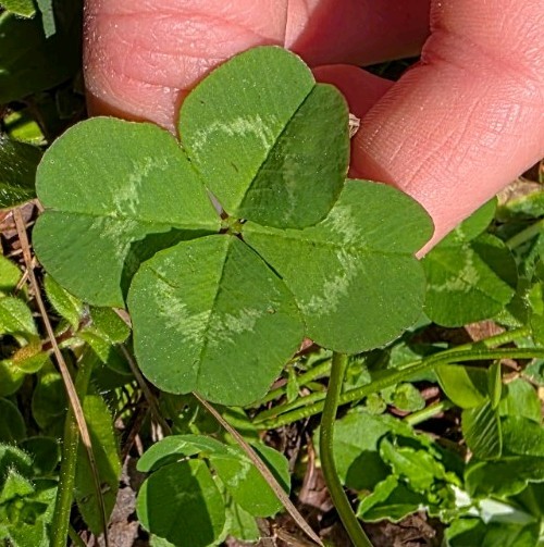 Rare Real 4 Leaf Clover 🍀 Hand Picked