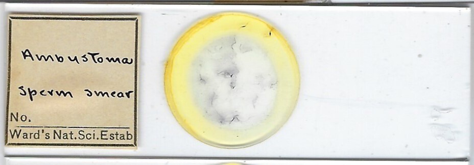 Ambystoma sp. sperm smear Microscope Slide