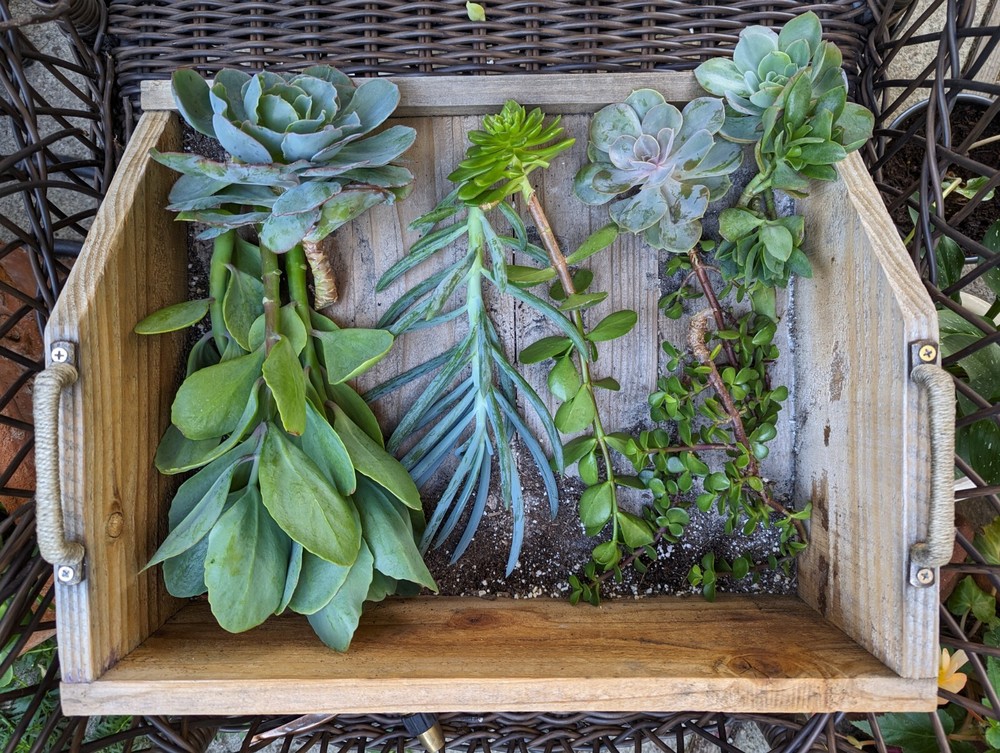 Wood Planting Tray