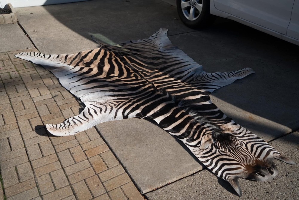 African Zebra Taxidermy Hyde