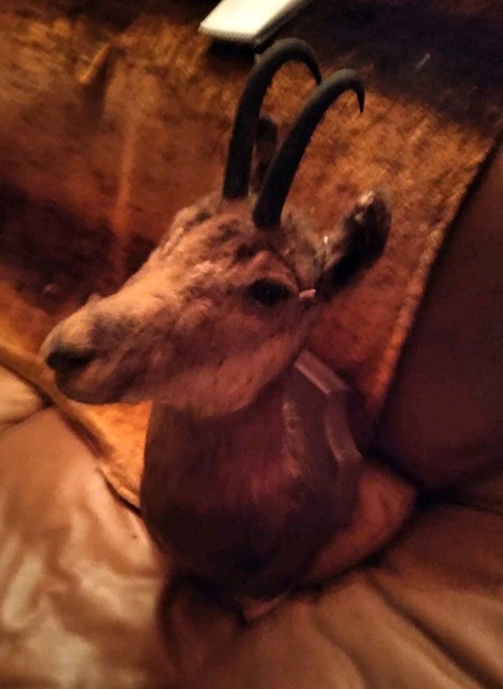 Vintage Chamois Antelope Head Mounted