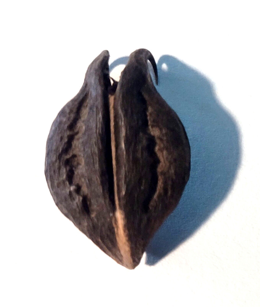 Bat's Head Root Devil's Claw (Proboscidea parviflora) Talisman Protection Wishes