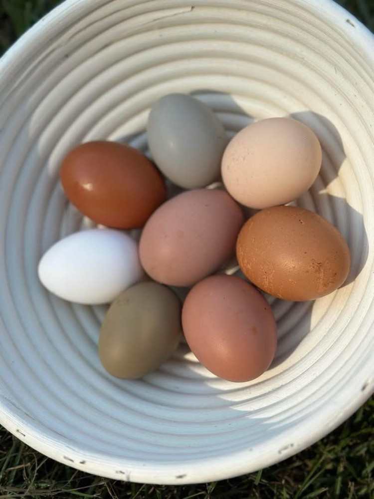 Olive Egger Hatching Eggs NPIP Certified, AI - 12 Hatching Eggs