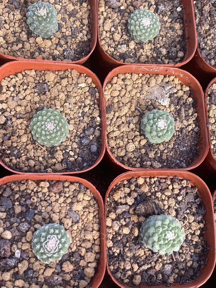 2pcs 2-3CM RareSucculent Plant Strombocactus disciformis seedgrowth