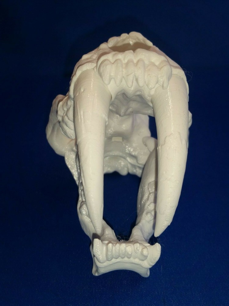 Saber-Toothed Cat Skull Scale model