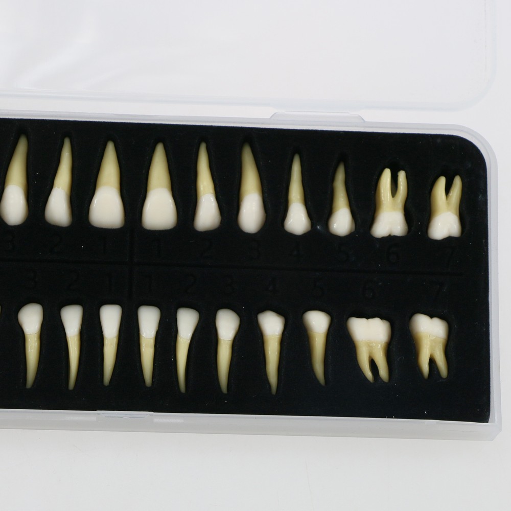32Pcs Dental 1:1 Permanent Removable Teeth Natural Size for Teach Study Model