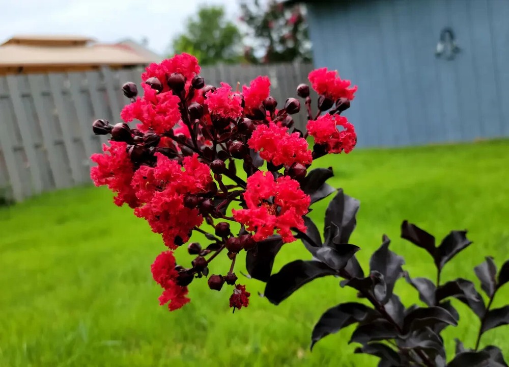 Ruby Thunderstruck Crape Myrtle Starter Lagerstroemia Rooted "STARTER" Plant