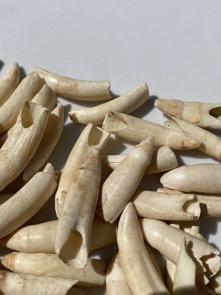 Medium Florida Alligator Tooth