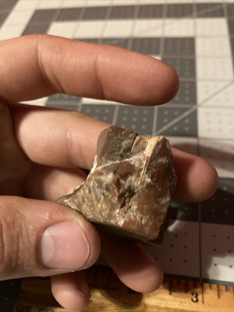Ancient Petrified Wood Chunks
