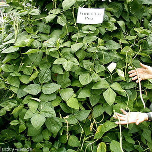 Iron & Clay Cow Peas - Great for Food Plot 1/4 lbs " Sampler Packet "