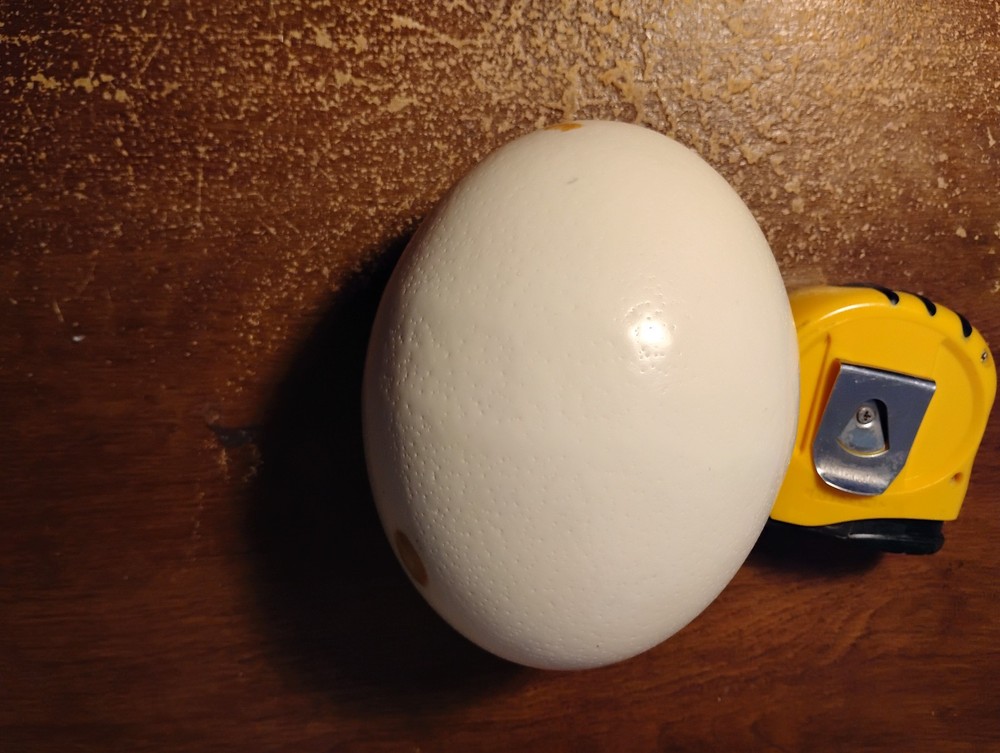 Empty ostrich egg drained