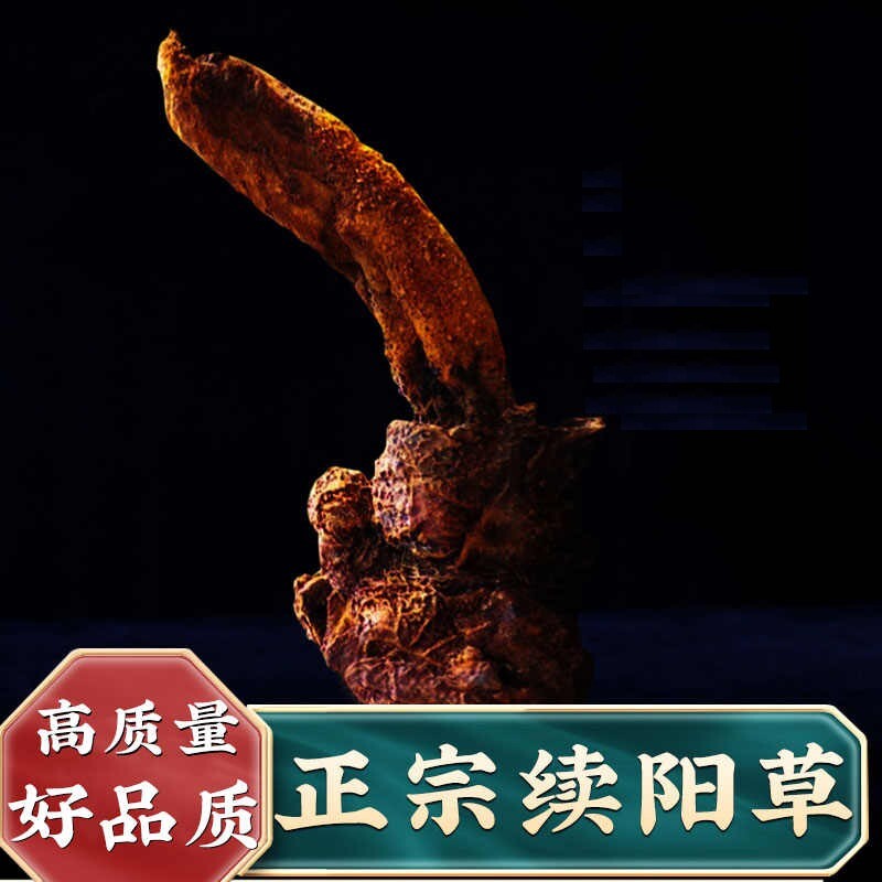 Pure Natural Increased Male Sexual Function 续阳草锁阳回春草250g（2根）【泡酒佳品】