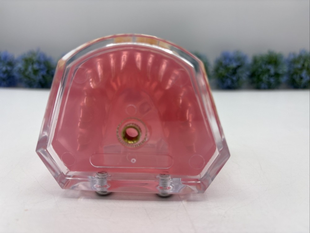 Dental Typodont Practice Removable Teeth Model M7008