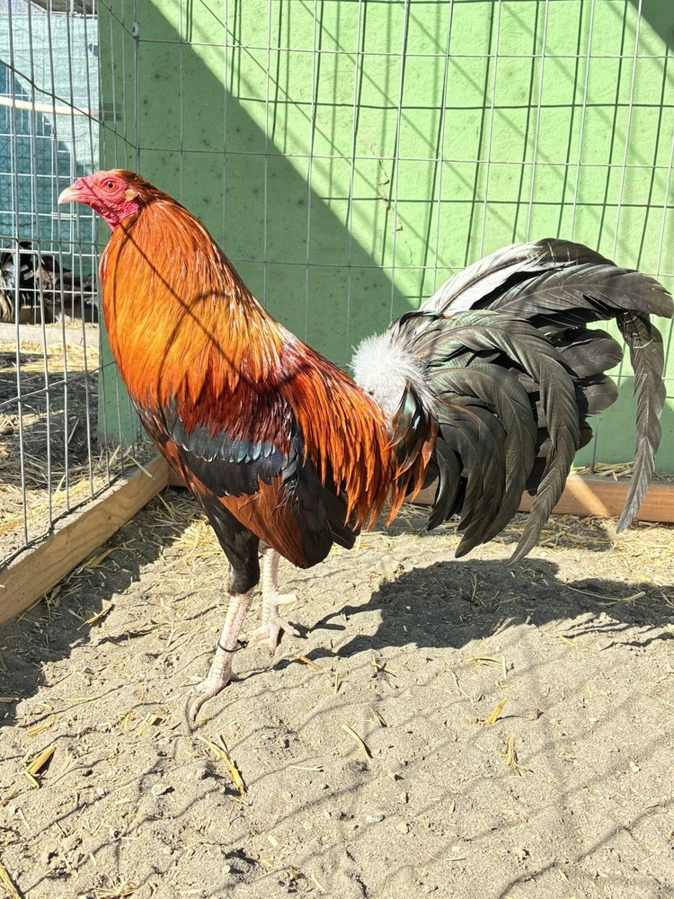 6+ Chicken Hatching Eggs