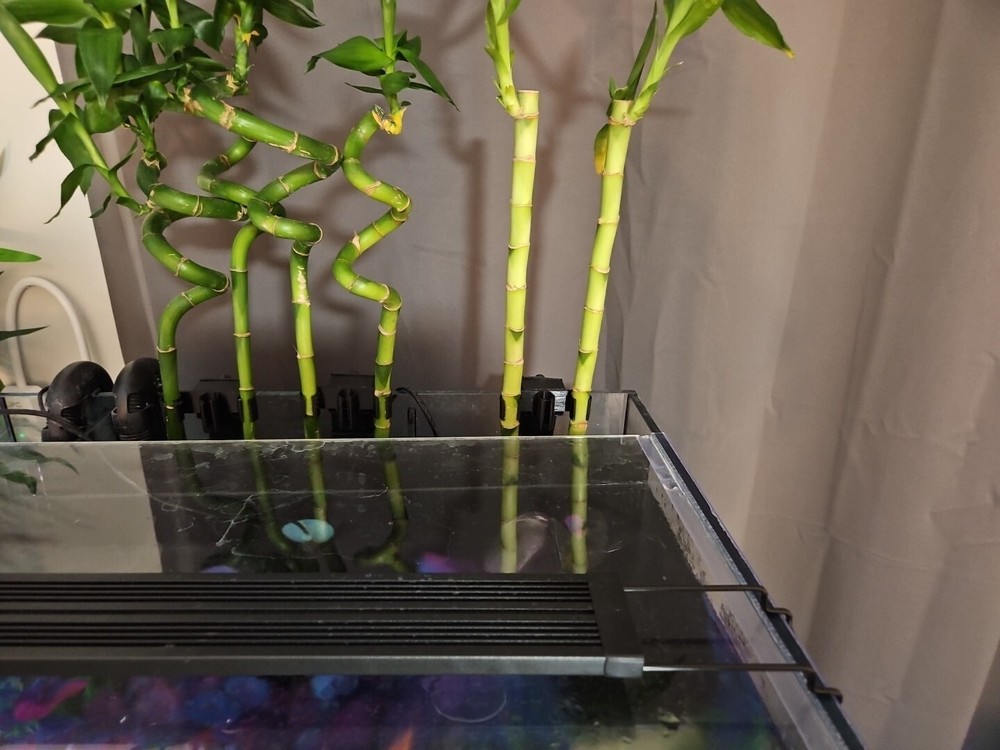 Lucky Bamboo Aquarium Holder