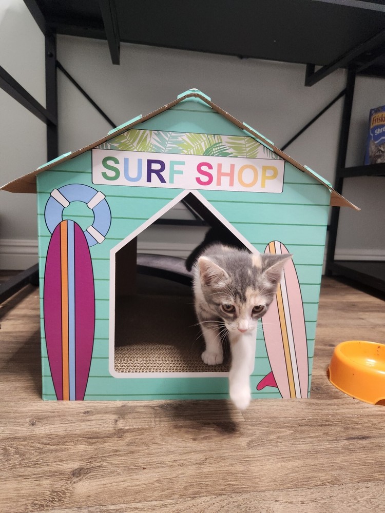 Surf Shop Cat Scratcher