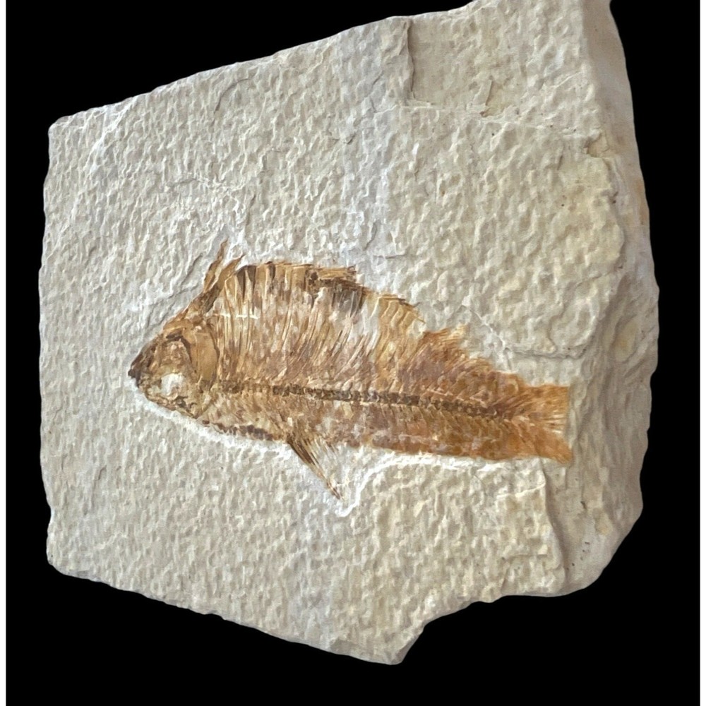 Ancient Fossil Fish On Stone 5 x 4