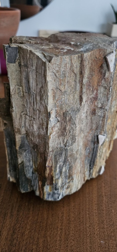 Petrified Wood Collection Display Piece Beautiful