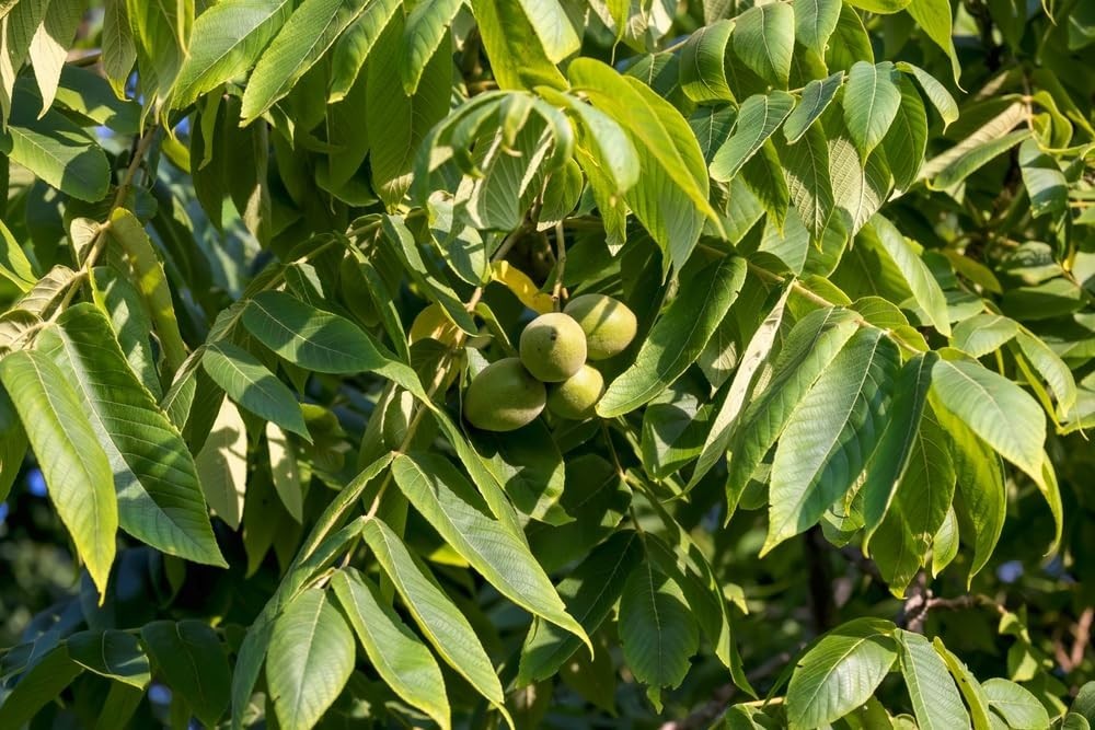 3 White Walnut Tree 12-24" Juglans cinerea Bare Root